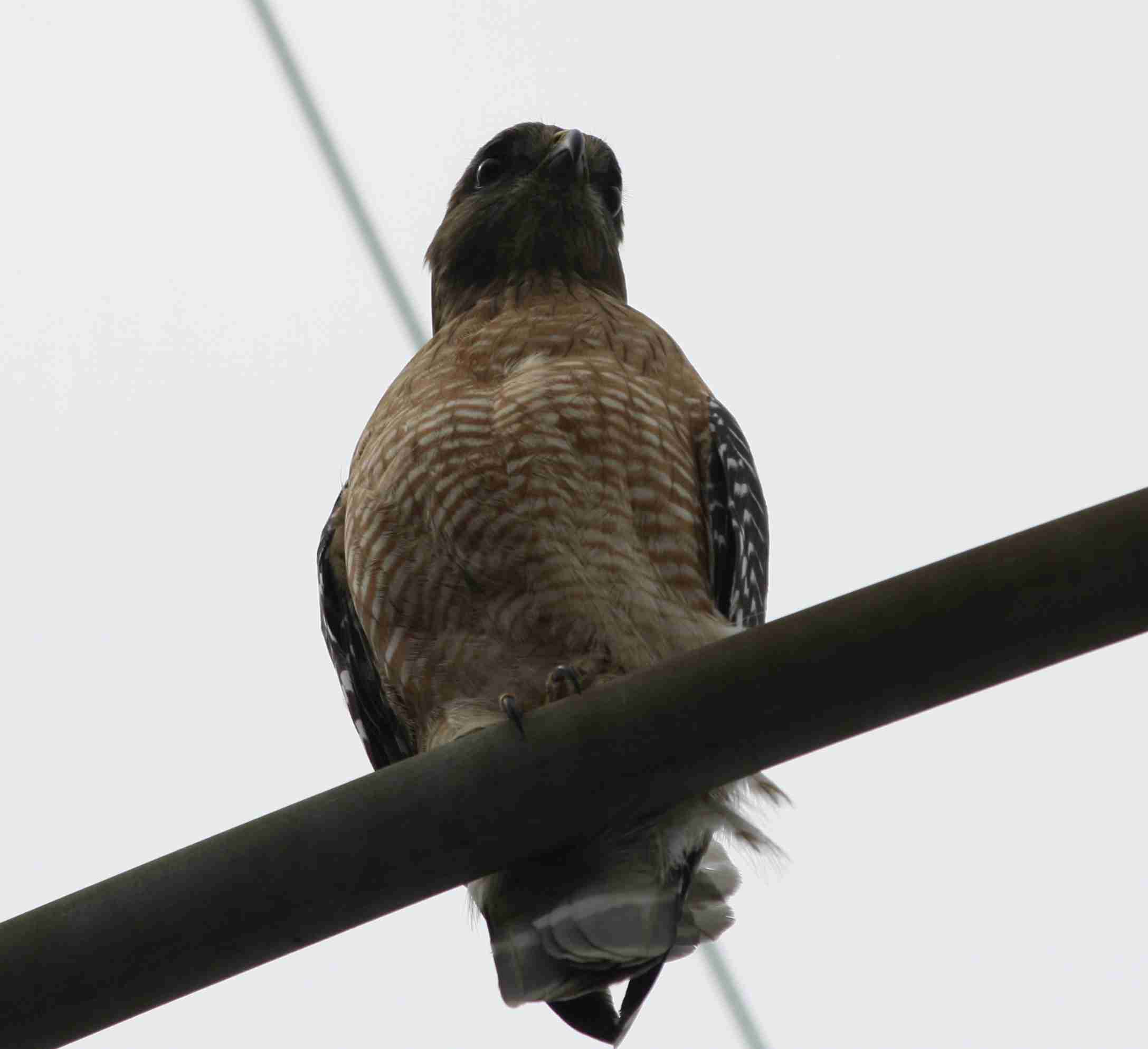 2015-03-29 Perigaine Falcon.jpg